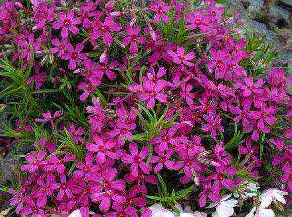 phlox subulate ang pagtatanim at pangangalaga sa bukas na larangan sa siberia