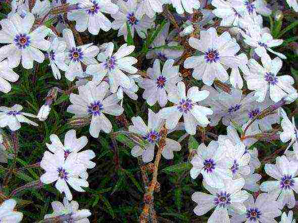 phlox subulate planting and care in the open field in siberia