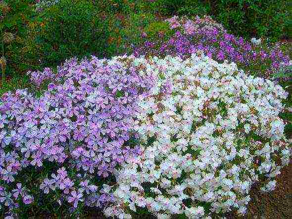 phlox subulate planting and care in the open field in siberia