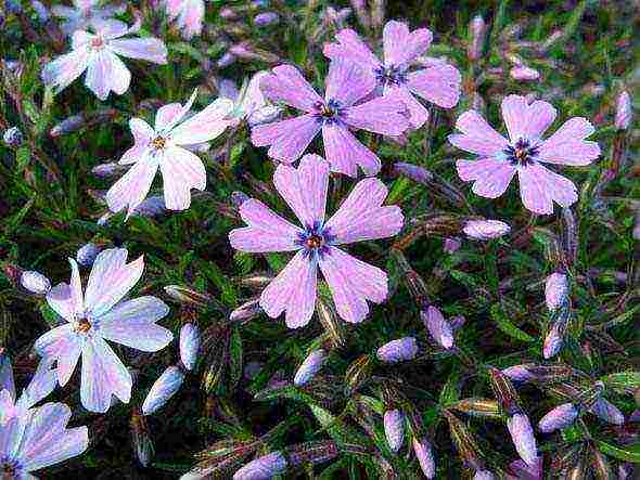 phlox subulate planting and care in the open field in siberia