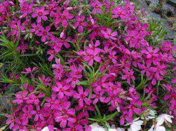 phlox subulate planting and care in the open field in siberia