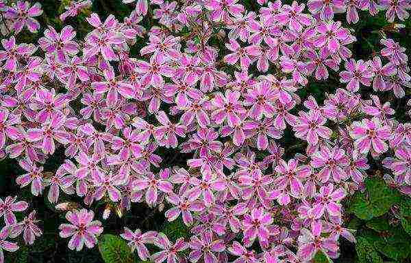 phlox subulate planting and care in the open field in siberia