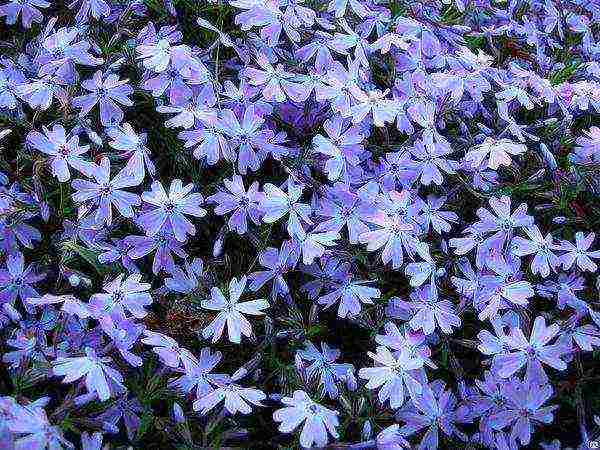 phlox subulate planting and care in the open field in siberia