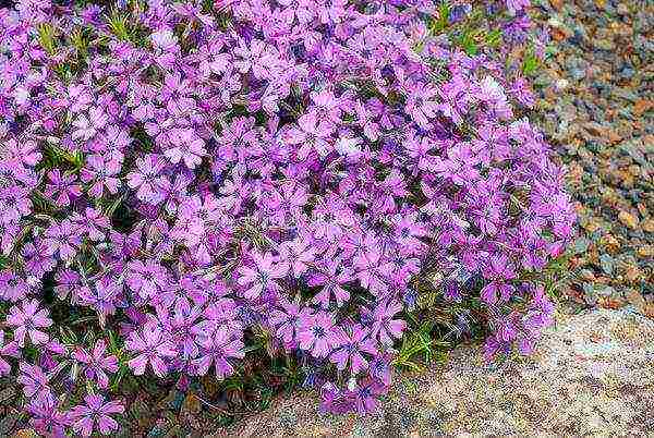 phlox subulate planting and care in the open field in siberia