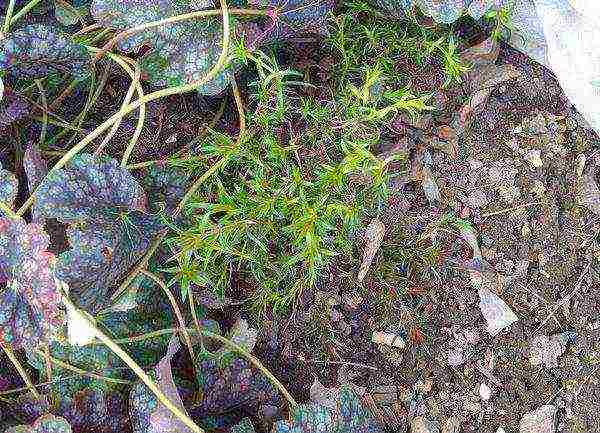 phlox subulate ang pagtatanim at pangangalaga sa bukas na larangan sa siberia