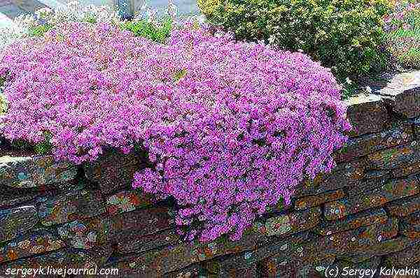 phlox subulate ang pagtatanim at pangangalaga sa bukas na larangan sa siberia