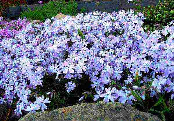 phlox subulate planting and care in the open field in siberia