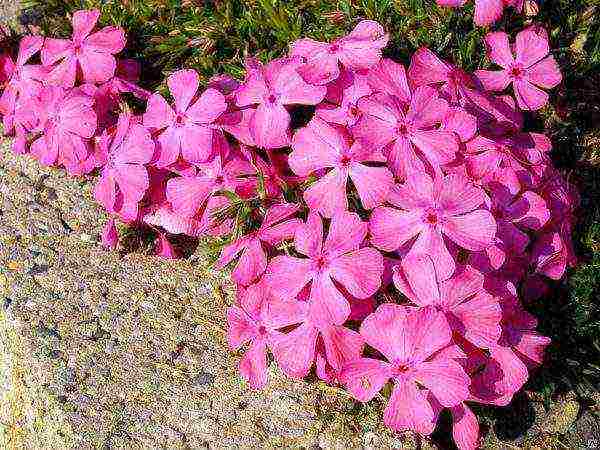 phlox subulate planting and care in the open field in siberia