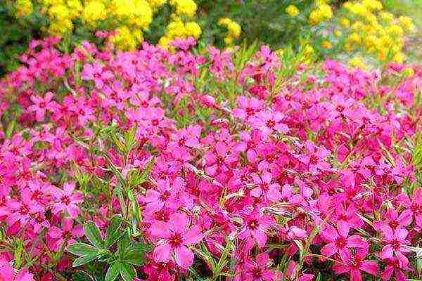 phlox subulate ang pagtatanim at pangangalaga sa bukas na larangan sa siberia