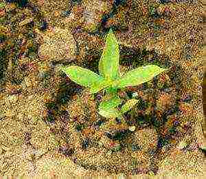 phlox subulate planting and care in the open field in siberia