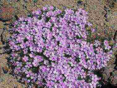 pagtatanim ng phlox at pangangalaga sa bukas na sakit sa bukid