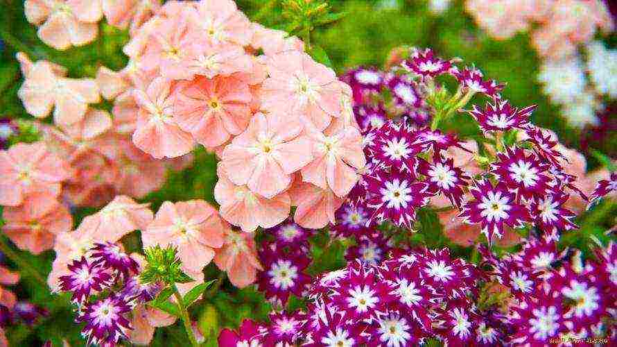 phlox planting and care in the open field disease