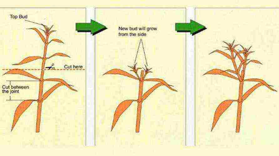 phlox planting and care in the open field disease