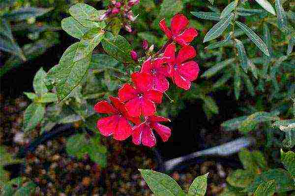 pagtatanim ng phlox at pangangalaga sa bukas na sakit sa bukid