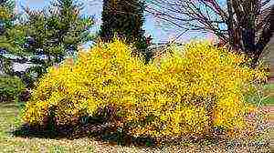 forsythia เกาหลีปลูกและดูแลในทุ่งโล่ง