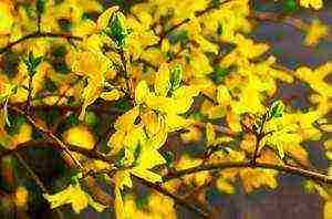 forsythia เกาหลีปลูกและดูแลในทุ่งโล่ง