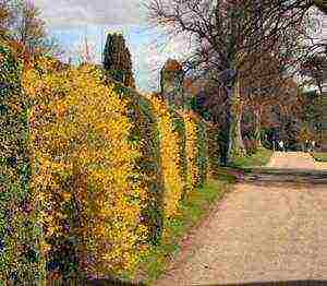 forsythia เกาหลีปลูกและดูแลในทุ่งโล่ง