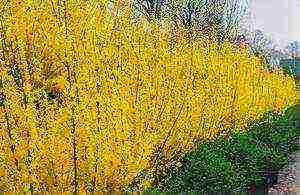 forsythia korean planting and care in the open field