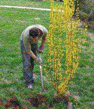 forsythia เกาหลีปลูกและดูแลในทุ่งโล่ง