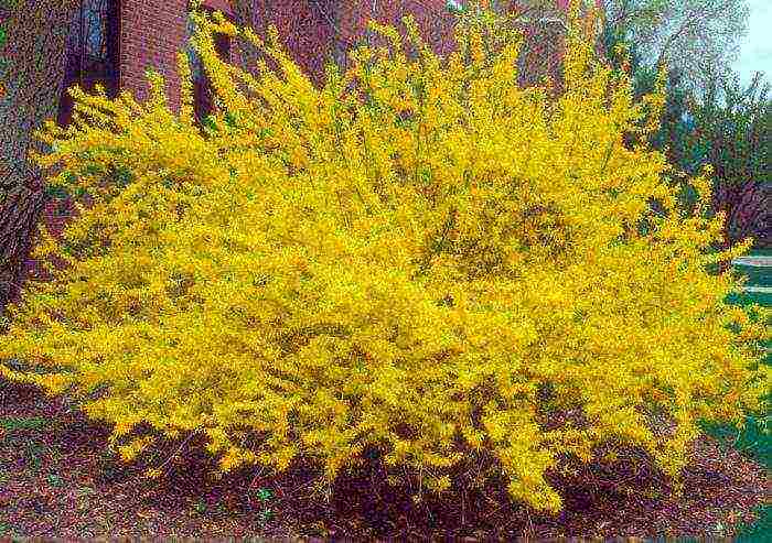 forsythia เกาหลีปลูกและดูแลในทุ่งโล่ง