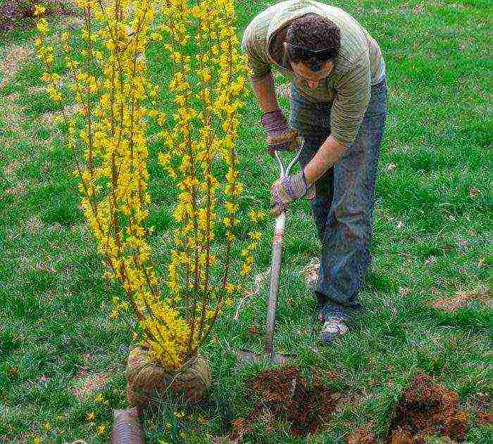 forsythia เกาหลีปลูกและดูแลในทุ่งโล่ง