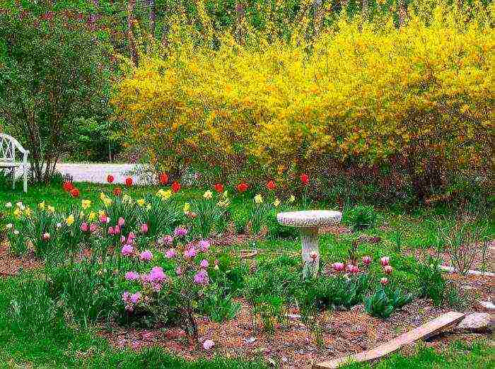 forsythia korean planting and care in the open field