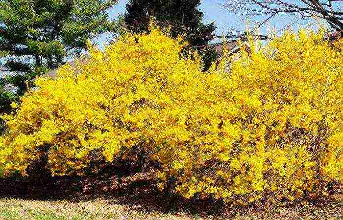 forsythia เกาหลีปลูกและดูแลในทุ่งโล่ง