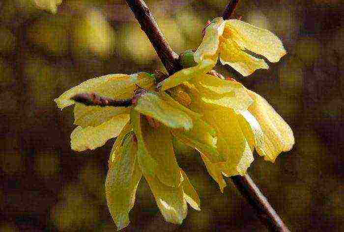 forsythia เกาหลีปลูกและดูแลในทุ่งโล่ง