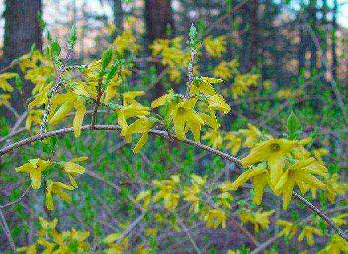 forsythia เกาหลีปลูกและดูแลในทุ่งโล่ง