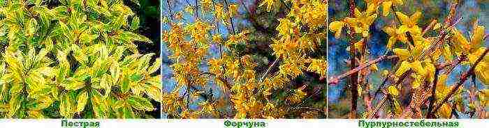 forsythia เกาหลีปลูกและดูแลในทุ่งโล่ง