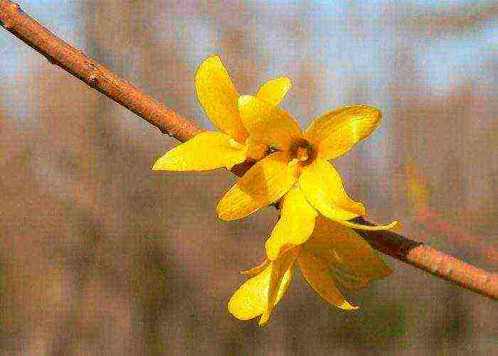 forsythia เกาหลีปลูกและดูแลในทุ่งโล่ง