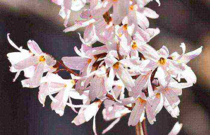 forsythia korean planting and care in the open field