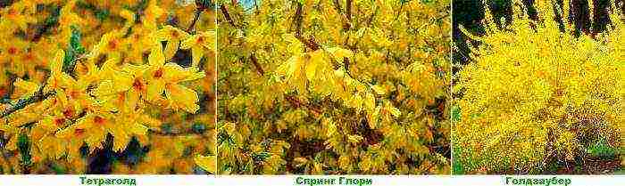 forsythia เกาหลีปลูกและดูแลในทุ่งโล่ง