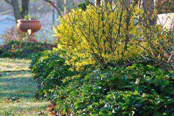 forsythia korean planting and care in the open field