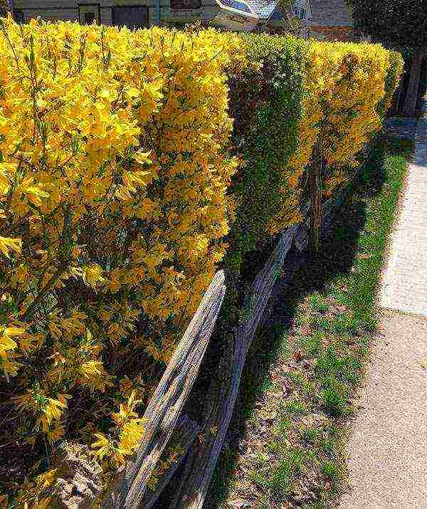 forsythia เกาหลีปลูกและดูแลในทุ่งโล่ง