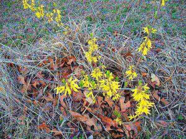 forsythia เกาหลีปลูกและดูแลในทุ่งโล่ง