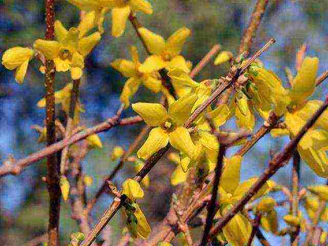 forsythia เกาหลีปลูกและดูแลในทุ่งโล่ง