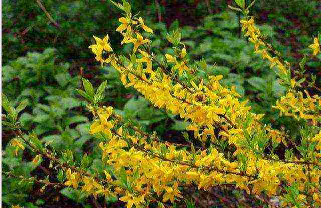 forsythia เกาหลีปลูกและดูแลในทุ่งโล่ง