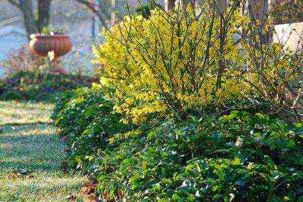 forsythia variegated planting and outdoor care