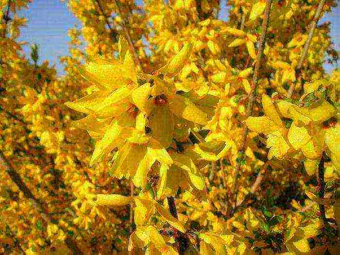 Forsythia การปลูกที่แตกต่างกันและการดูแลกลางแจ้ง