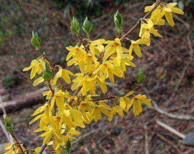 Forsythia การปลูกที่แตกต่างกันและการดูแลกลางแจ้ง