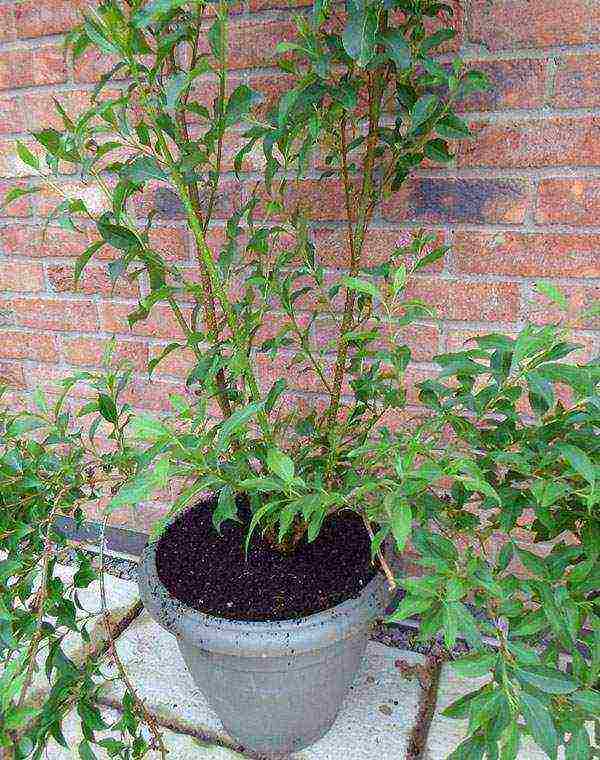 forsythia variegated planting and outdoor care