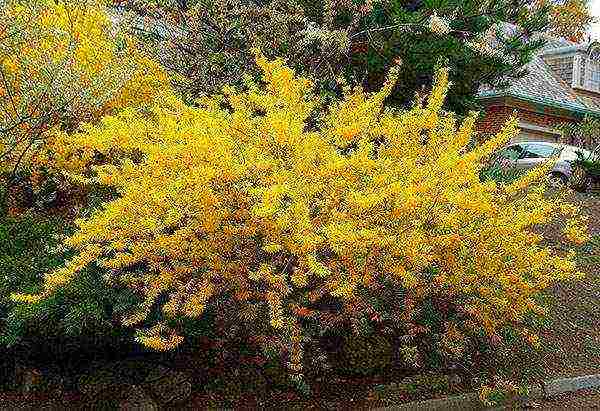 forsythia variegated planting and outdoor care