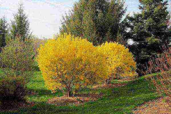 pagtatanim ng forsythia at pangangalaga sa bukas na bukid sa Urals