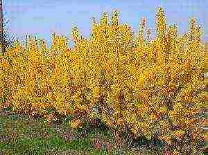 Forsythia ปลูกและดูแลในทุ่งโล่งในเทือกเขาอูราล