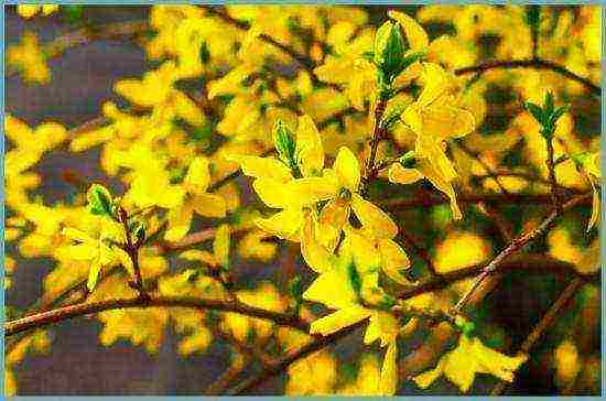 forsythia planting and care in the open field in the Urals