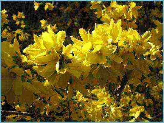 Forsythia ปลูกและดูแลในทุ่งโล่งในเทือกเขาอูราล