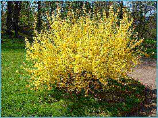 Forsythia ปลูกและดูแลในทุ่งโล่งในเทือกเขาอูราล