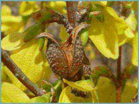 pagtatanim ng forsythia at pangangalaga sa bukas na bukid sa Urals