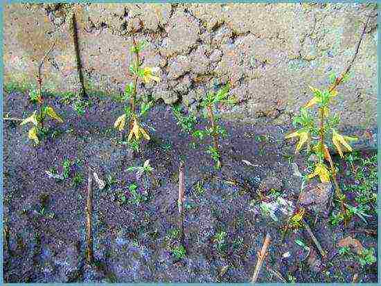 forsythia planting and care outdoors in the Urals